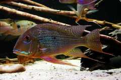 Geophagus altifrons