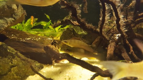 crenicichla.jpg