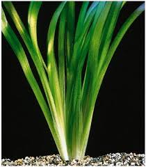vallisneria gigantea.jpg