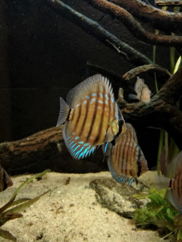 IMG_tercovec.jpg.jpg
