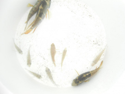 Dříteč 001.JPG