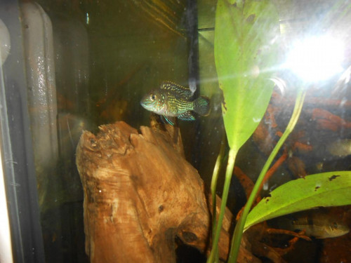 Dříteč 045.JPG