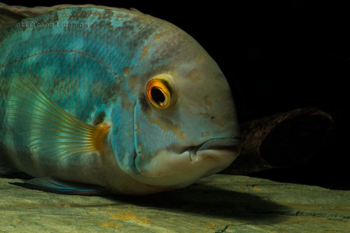 hoplarchus_psittacus_1_20130113_1410272500.jpg