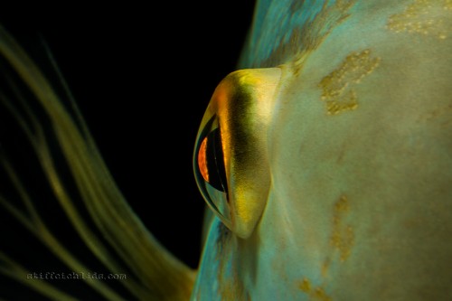 hoplarchus_psittacus_1_20130113_1105868402.jpg