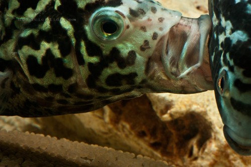 nandopsis_tetracanthus (5).jpg