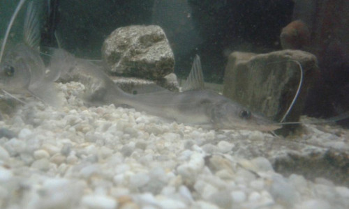 sperata 1.jpg