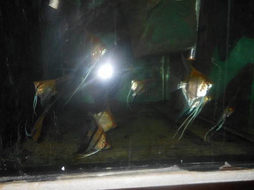 scaláry listopad 2014 009.JPG