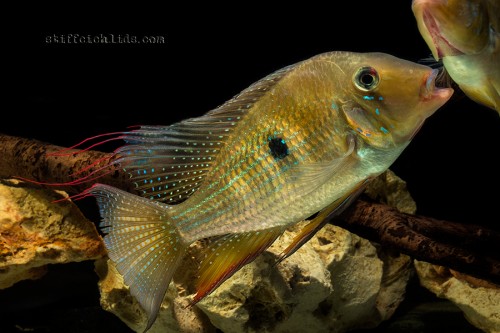 Acarichthys heckelii (1).jpg
