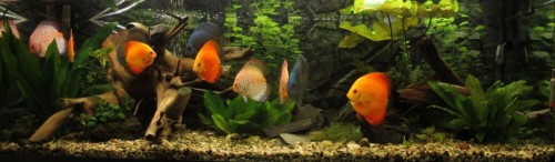 akvarium_002.jpg
