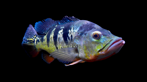 cichla pleizona.png