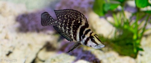 DSC_7310.jpg