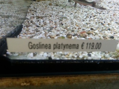 cenovka platynema.jpg