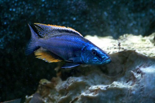 Dimidiochromis1_web.jpg