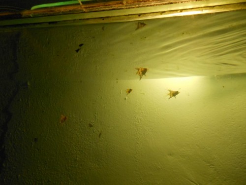Ryby 2014 26 září 009.JPG