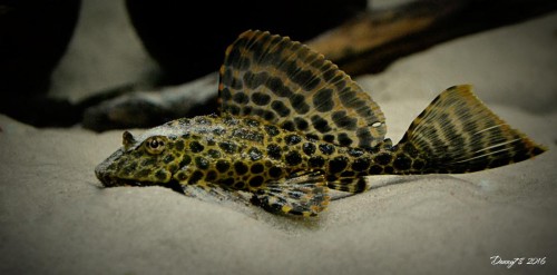DSC_0165.JPG