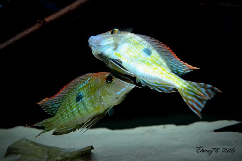 DSC_0509.JPG