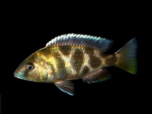 DSCF0004 – kópia.JPG