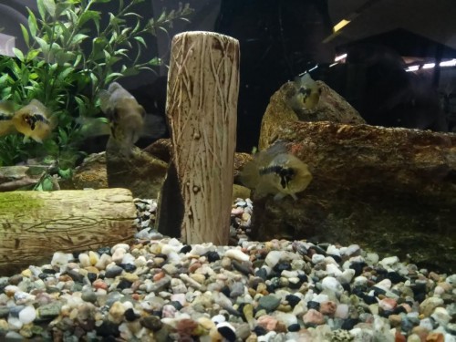 9 - Parachromis loisellei.jpg
