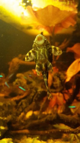 peckoltia.jpg